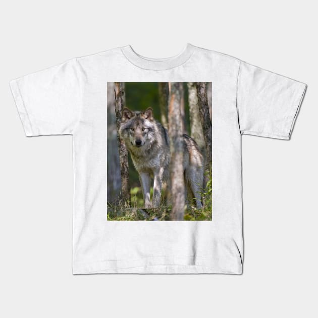 Timber wolf in Forest Kids T-Shirt by jaydee1400